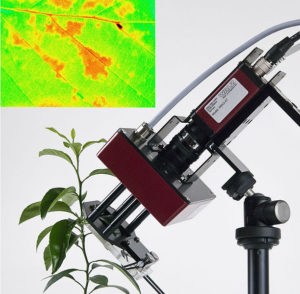 Fluorescence image of adaxial leaf surface (32 x 24 mm) measured with IMAGING-PAM chlorophyll fluorometer. Wikipedia