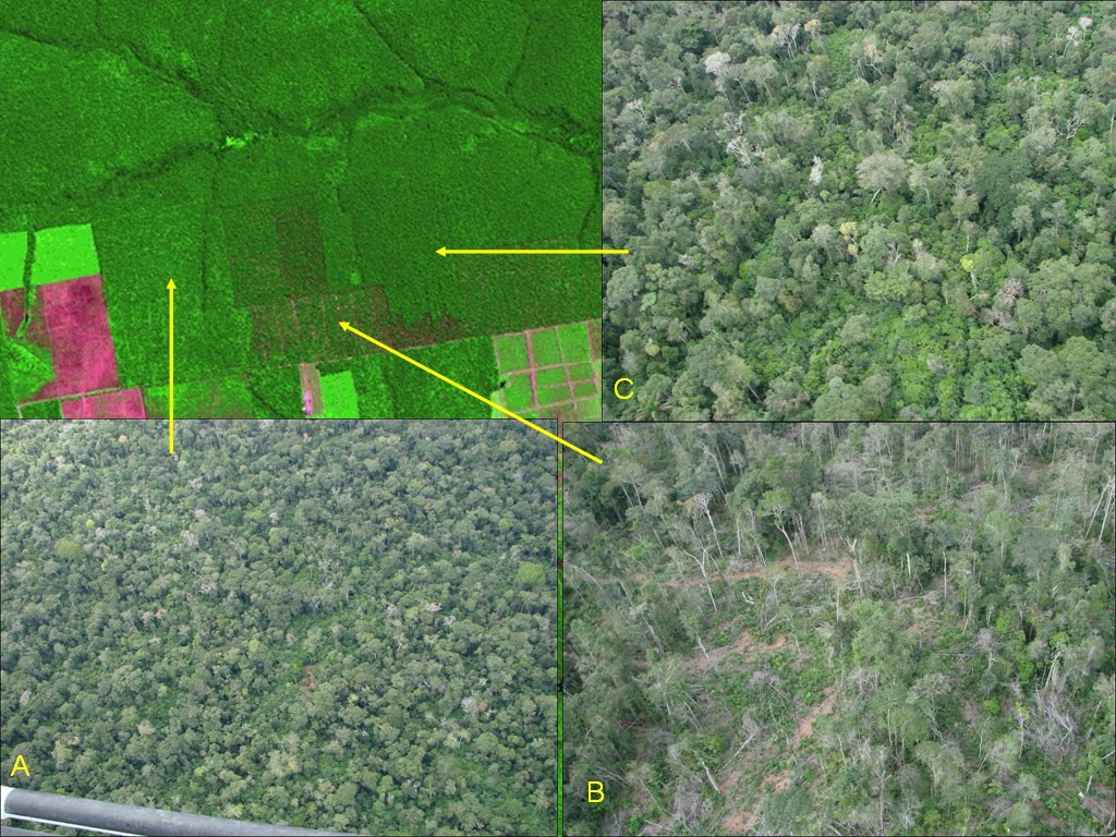 Mapping forest degradation