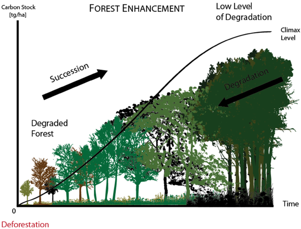 Mapping forest degradation