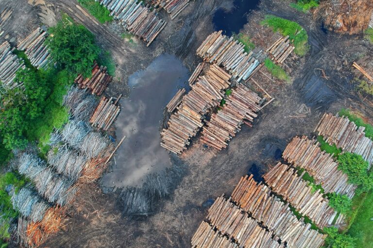 Why AI is the Key to Stopping Global Deforestation