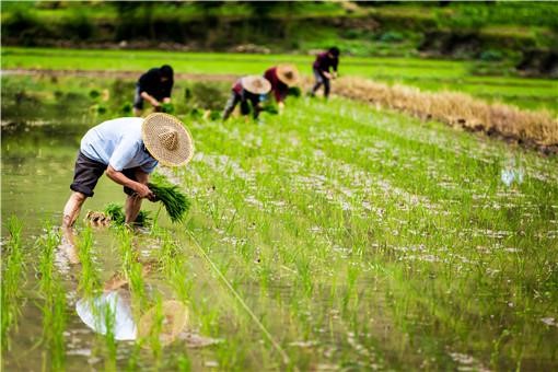 Small agricultural business entities in China, Source: Tuliu